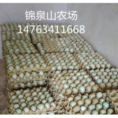 批发绿壳鸡蛋、绿壳蛋鸡鸡苗、供应吉林绿壳蛋鸡鸡苗、绿壳蛋鸡