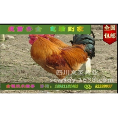三台土鸡 梓潼绿壳蛋鸡  江油散养鸡   北川青脚土鸡   ...