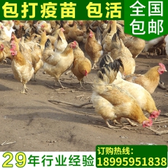 原生态绿壳蛋鸡 纯种散养绿壳蛋鸡 黑羽高营养绿壳蛋鸡