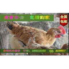 绵阳土鸡  绵阳鸡苗  绵阳绿壳蛋鸡  绵阳青脚麻鸡  厂价...