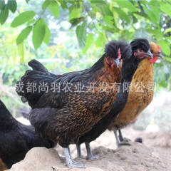 基地直销凤头特种土鸡苗山鸡苗65日龄脱温鸡批发乌脚鸡非绿壳蛋...