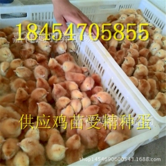 鸡苗 黑脚杯鸡苗厂家直销 长期销售芦花鸡苗 绿壳蛋鸡 苗脱温...