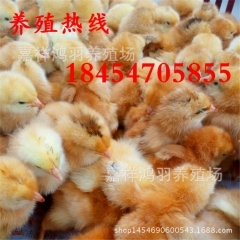 成品鸡 红玉鸡苗！供应受精种蛋芦花鸡苗 绿壳蛋鸡 苗脱温鸡苗