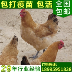 高产生态养殖绿壳蛋鸡 麻羽放养绿壳蛋鸡 山林放养营养富硒蛋鸡