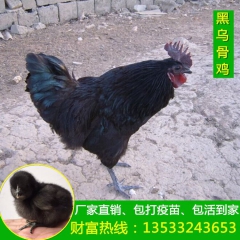 鸡苗绿壳蛋鸡苗高产绿壳蛋鸡、厂家直销质量保证成活率高