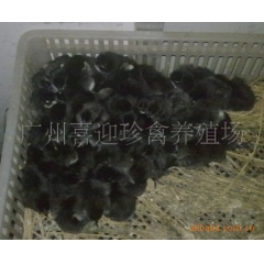 绿壳蛋鸡、绿壳蛋鸡苗、全国最大养殖动物种苗批发商