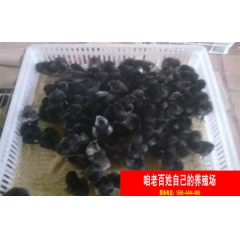 哪里卖绿壳蛋鸡、鸡苗常年批发欢迎选购