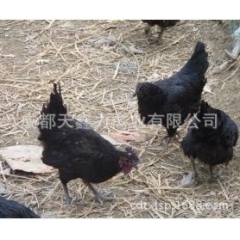 高产绿壳蛋鸡苗 黑羽绿壳蛋鸡苗价格 绿壳蛋鸡苗批发 绿壳蛋鸡
