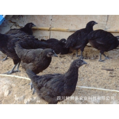 正品绿壳蛋鸡苗|高产绿壳蛋鸡 百分之90的绿壳率
