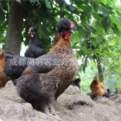 基地直销凤头特种土鸡苗山鸡苗120日脱温鸡批发乌脚鸡非绿壳蛋...
