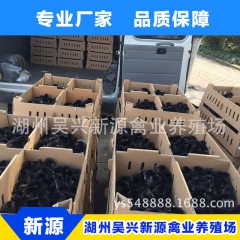 专业批发 高成活率农家绿壳蛋鸡 黑羽绿壳蛋鸡 绿壳鸡蛋鸡苗