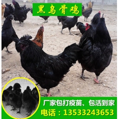 鸡苗、绿壳蛋鸡苗高产绿壳蛋鸡、成活率高、鸡苗孵化场