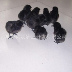 基地直销凤头特种土鸡苗山鸡苗出壳苗批发乌脚鸡非绿壳蛋鸡