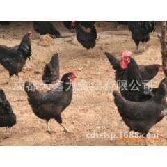 绿壳蛋鸡 绿壳蛋鸡苗 高产绿壳蛋鸡苗 麻羽黑羽绿壳蛋鸡苗放养