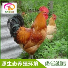 高存活高产麻羽绿壳蛋鸡 原生态散养蛋鸡鸡苗批发 珍禽养殖种苗