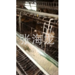 ~长期供应批发放养大量鸡苗  青脚土鸡 绿壳蛋鸡  五黑鸡