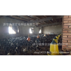限量促销脱温绿壳蛋鸡鸡苗、高成活率绿壳蛋鸡、包打疫苗包活