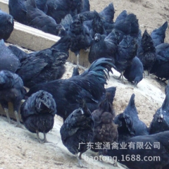 原生态高产绿壳蛋鸡苗 五黑一绿母鸡苗 农家散养脱温绿壳蛋鸡