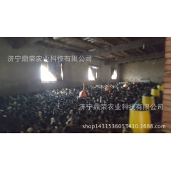 限量出售绿壳蛋鸡鸡苗 拖温绿壳蛋鸡 包打疫苗包活 支持混批