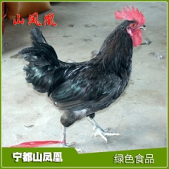 孕妇儿童老人优选产品土家鸡 东乡绿壳蛋鸡 乌骨鸡（180日龄...