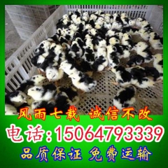 珍珠鸡苗、贵妃鸡、绿壳蛋鸡、品质保证
