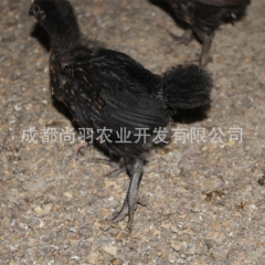 基地直销凤头特种土鸡苗山鸡苗35日龄脱温鸡批发乌脚鸡非绿壳蛋...