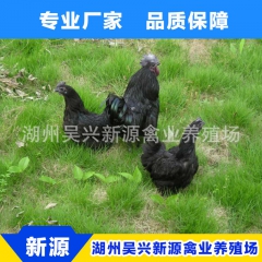 厂家销售 四川绿壳蛋鸡苗 高成活率农家绿壳蛋鸡 批发绿壳蛋鸡...