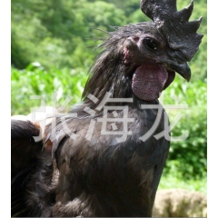 厂家直销麻羽绿壳蛋鸡，青脚土鸡13320047267