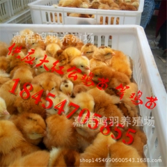 青脚 土鸡苗批发供应芦花鸡苗 绿壳蛋鸡 苗脱温鸡苗