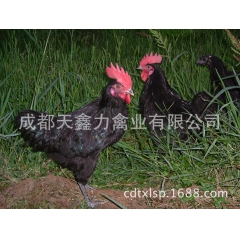绿壳蛋鸡 黑羽高产绿壳蛋鸡苗价格 麻羽绿壳蛋鸡苗 五黑鸡苗