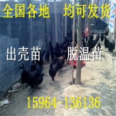 批发绿壳蛋鸡 纯种五黑一绿蛋鸡苗 药鸡五黑鸡苗 黑羽绿壳
