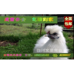 陕西鸡苗  汉中脱温鸡苗  绿壳蛋鸡  品种齐全  保证成活...