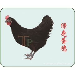 【品质保证】批发供应绿壳蛋鸡 绿壳蛋鸡苗 绿壳土鸡蛋