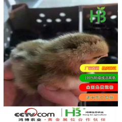 黑羽绿壳蛋鸡 黑羽绿壳蛋鸡蛋价格 黑羽绿壳蛋鸡种蛋