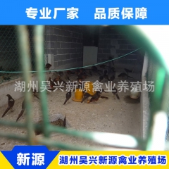 长期供应 黑羽绿壳蛋鸡 健康绿壳蛋鸡苗 纯种绿壳蛋鸡苗品质保...