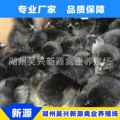专业销售 高营养绿壳蛋鸡苗 高成活率农家绿壳蛋鸡 黑羽绿壳蛋...