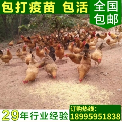 原生态散养绿壳蛋鸡苗 高成活率农家绿壳蛋鸡 高营养绿壳蛋鸡苗