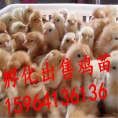 鸡苗孵化 红玉鸡 九斤黄鸡 绿壳蛋鸡 芦花鸡 全国均可发货
