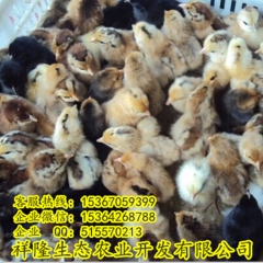 高产绿壳蛋鸡 厂家直销 质量保证 成活率高 提供养殖技术