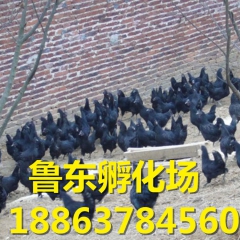 欢迎致电预定绿壳蛋鸡、五黑鸡。订购五黑一绿鸡苗1886378...