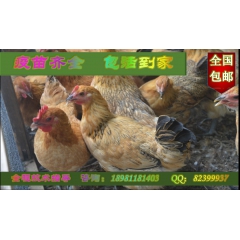 广元土鸡  广元绿壳蛋鸡  青川林下养殖  苍溪散养鸡  保...
