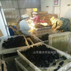 2016年养什么，绿壳蛋鸡，养殖一只绿壳蛋鸡成本？