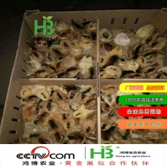 黑羽绿壳蛋鸡 青年蛋鸡 鸡苗脱温 绿壳蛋鸡
