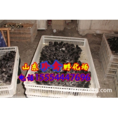 哪里有出售绿壳蛋鸡 五黑一绿鸡苗的