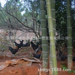 原生态放养绿壳蛋鸡 高产绿壳蛋鸡母苗土鸡苗诚招全国农户加盟