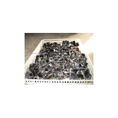 供应龙岩特种养殖绿壳蛋鸡、绿壳蛋鸡苗、龙岩成品山鸡野鸡批发