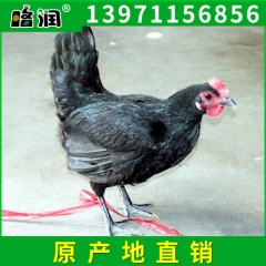 厂家生产高质量生态养殖绿壳蛋鸡 优质天然绿壳蛋鸡 山东绿壳蛋...