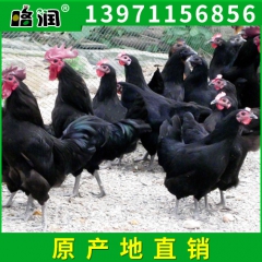 厂家热销 各种常年绿壳蛋鸡 生态绿壳蛋鸡 农家散养养殖绿壳蛋...