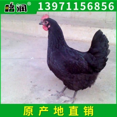 生产供应高产纯种绿壳蛋鸡 纯种黑麻羽高产绿壳蛋鸡 武汉绿壳蛋...