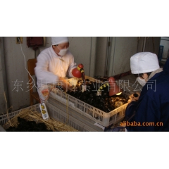 高产麻羽绿壳蛋鸡